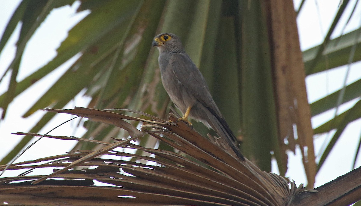 Gray Kestrel - ML146883081