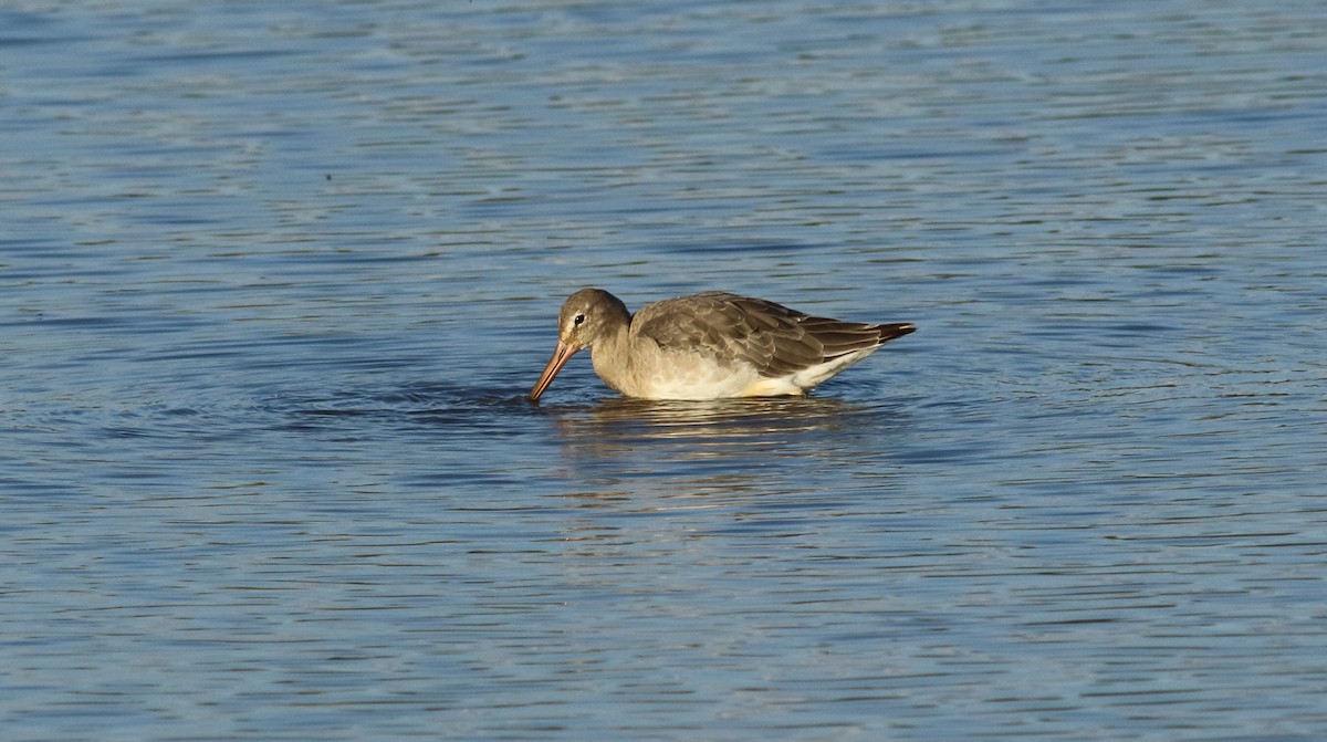 Black-tailed Godwit - ML146883111