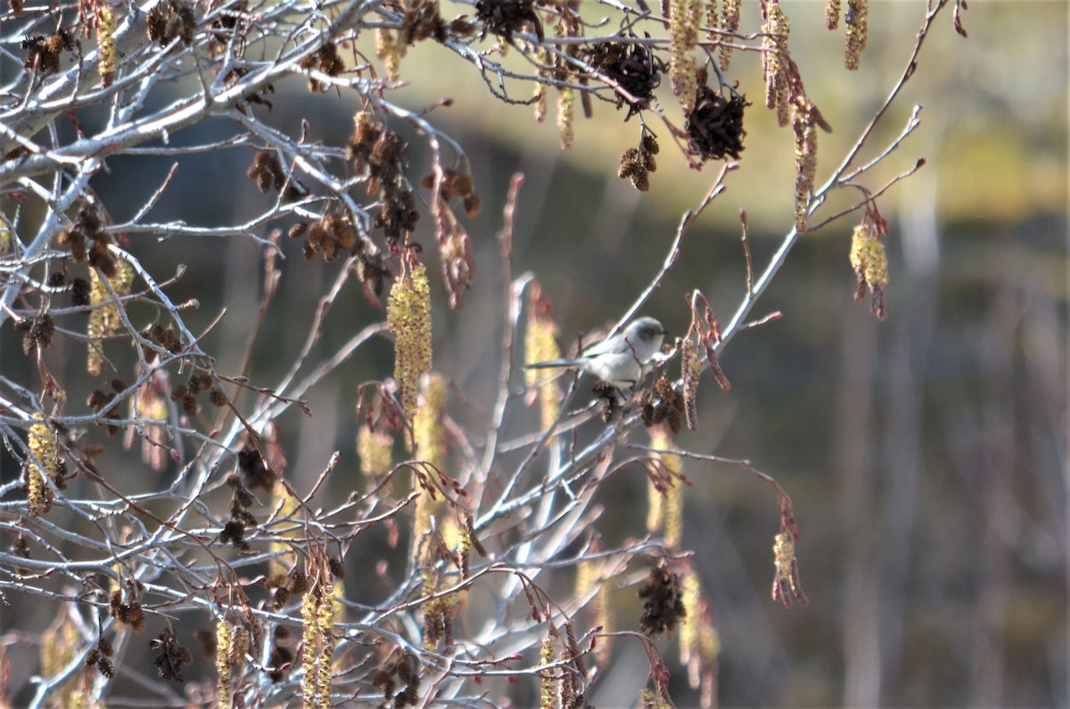 Bushtit - ML146883121