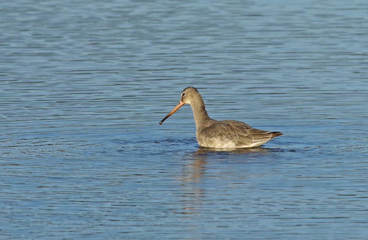 Black-tailed Godwit - Andrew Steele