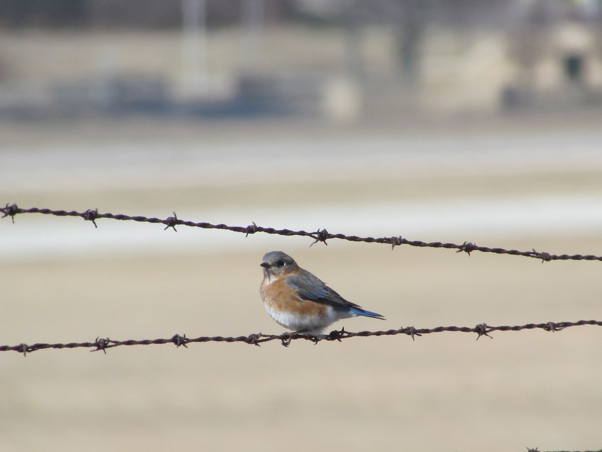 Eastern Bluebird - ML146883571