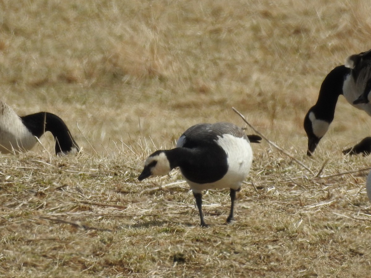 Barnacle Goose - ML146885281