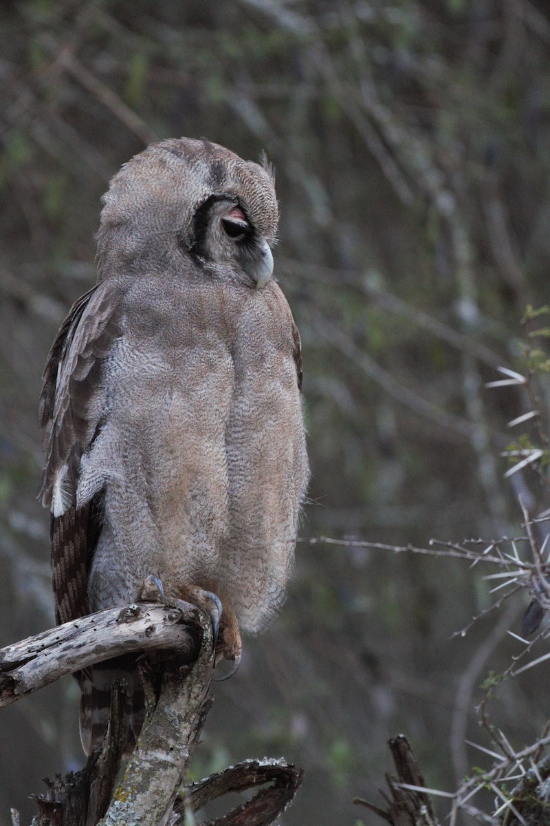 Verreaux's Eagle-Owl - ML146886471