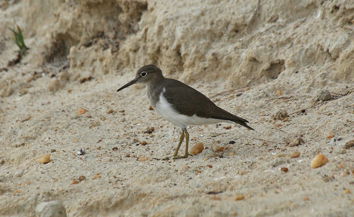 Common Sandpiper - Paul Chapman