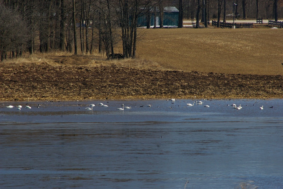 Tundra Swan - ML146887411