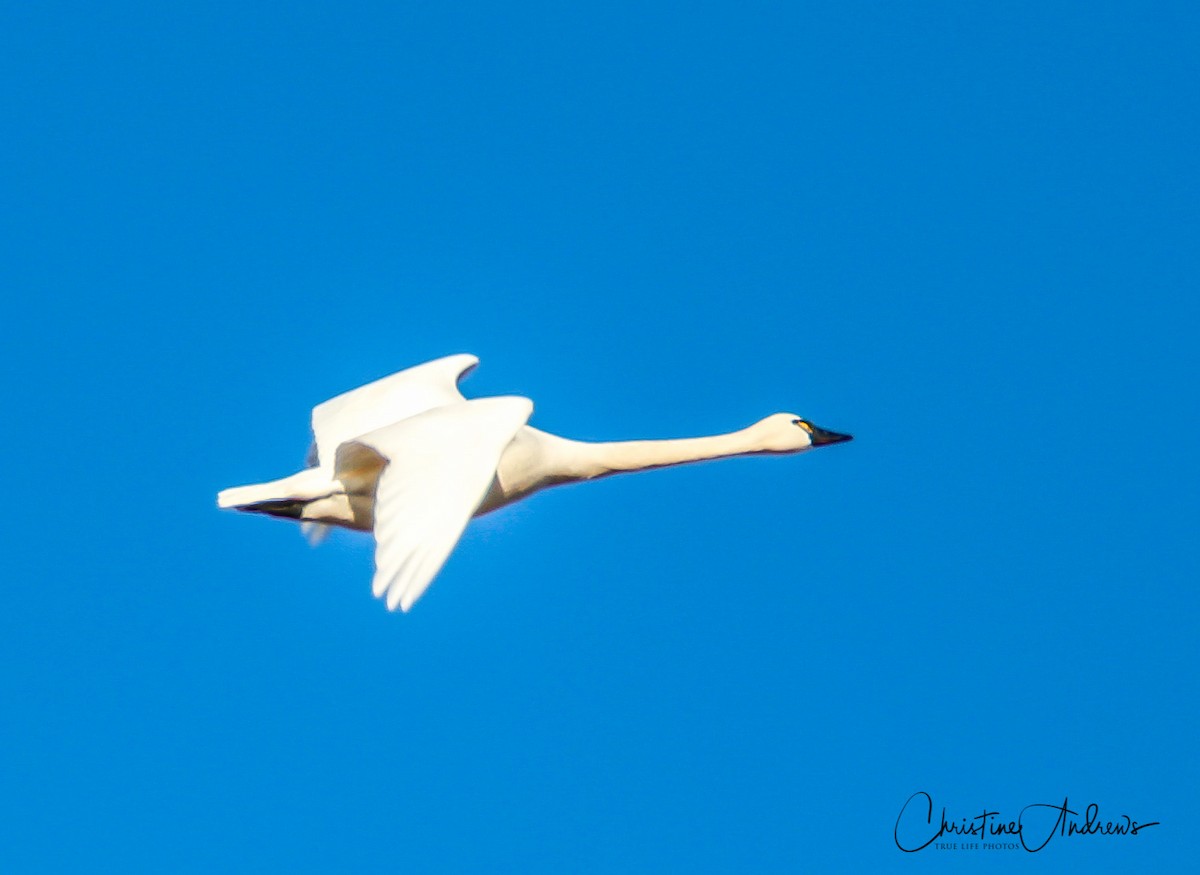 Tundra Swan - ML146887851