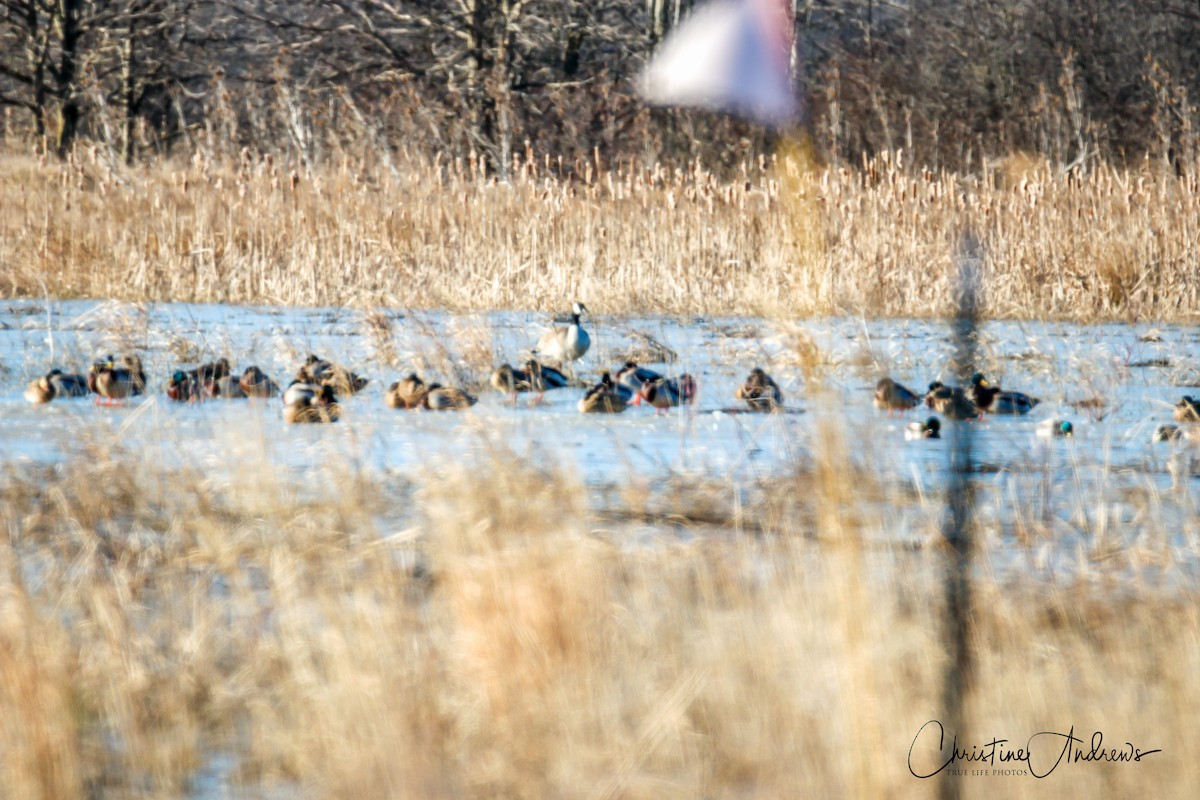 Mallard - Christine Andrews