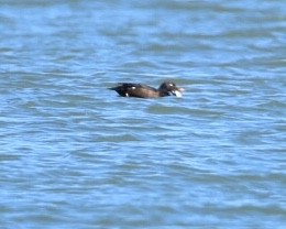 White-winged Scoter - Kelly Warner