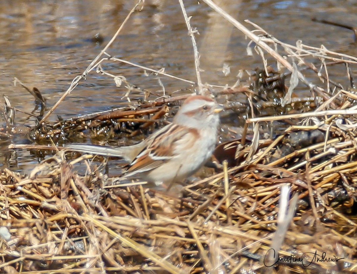 American Tree Sparrow - ML146888551