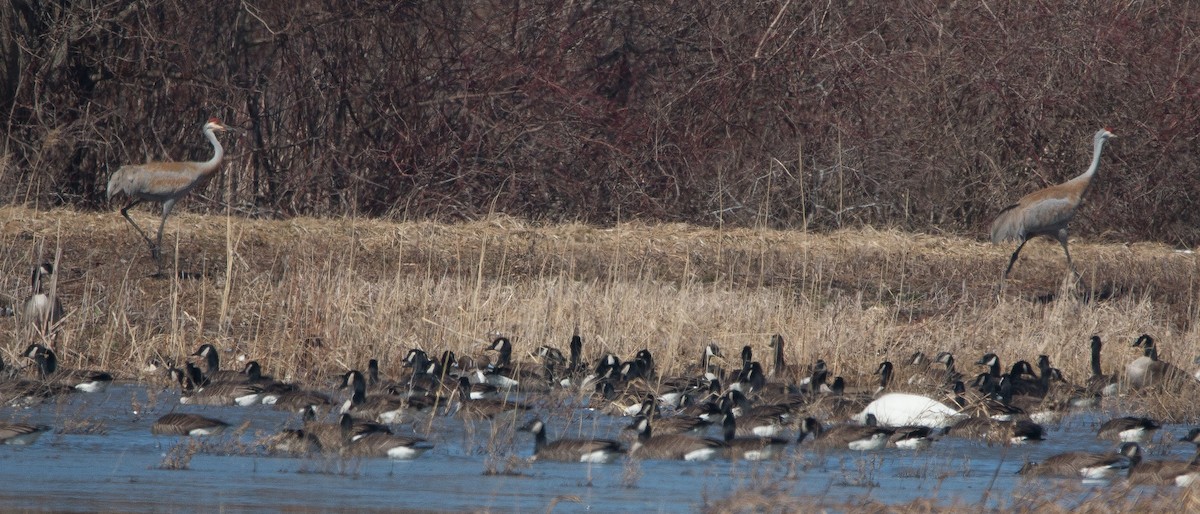 Sandhill Crane - Joel Strong