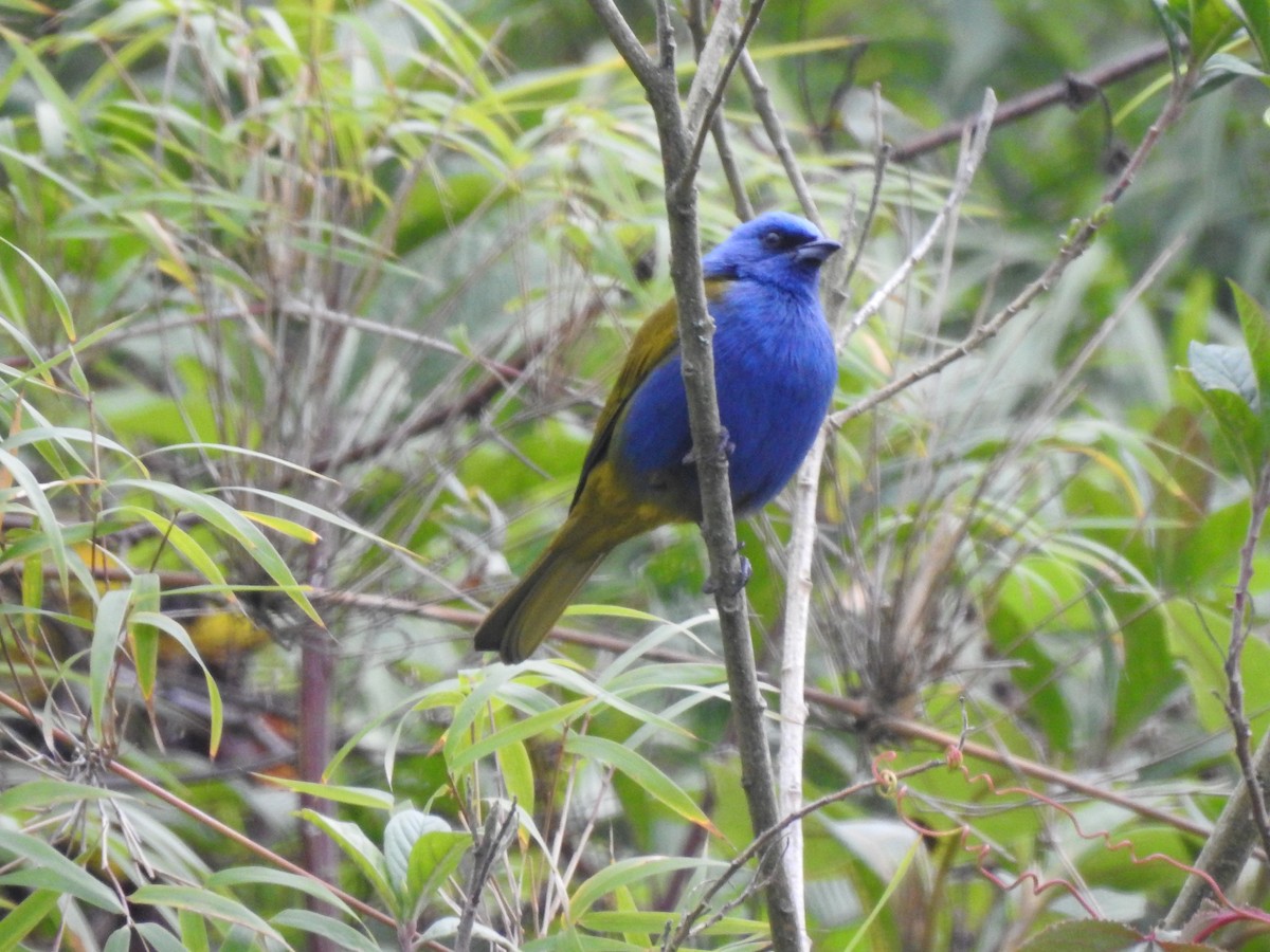 Blue-capped Tanager - Joana De Rivero