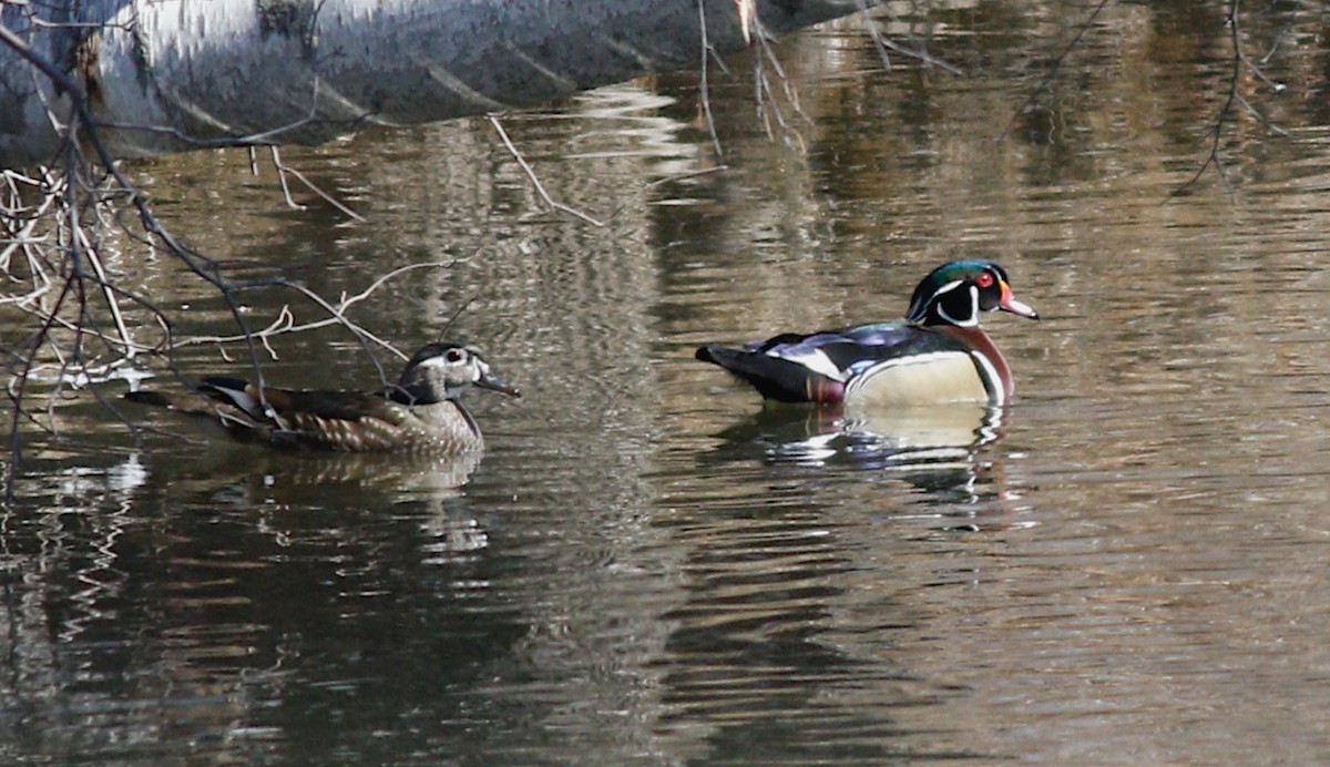 Wood Duck - Gary Jarvis