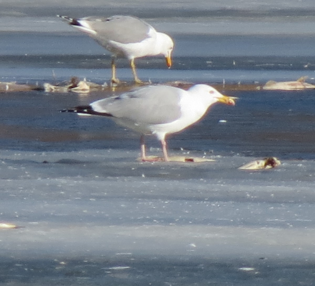 Gaviota Argéntea - ML146890551