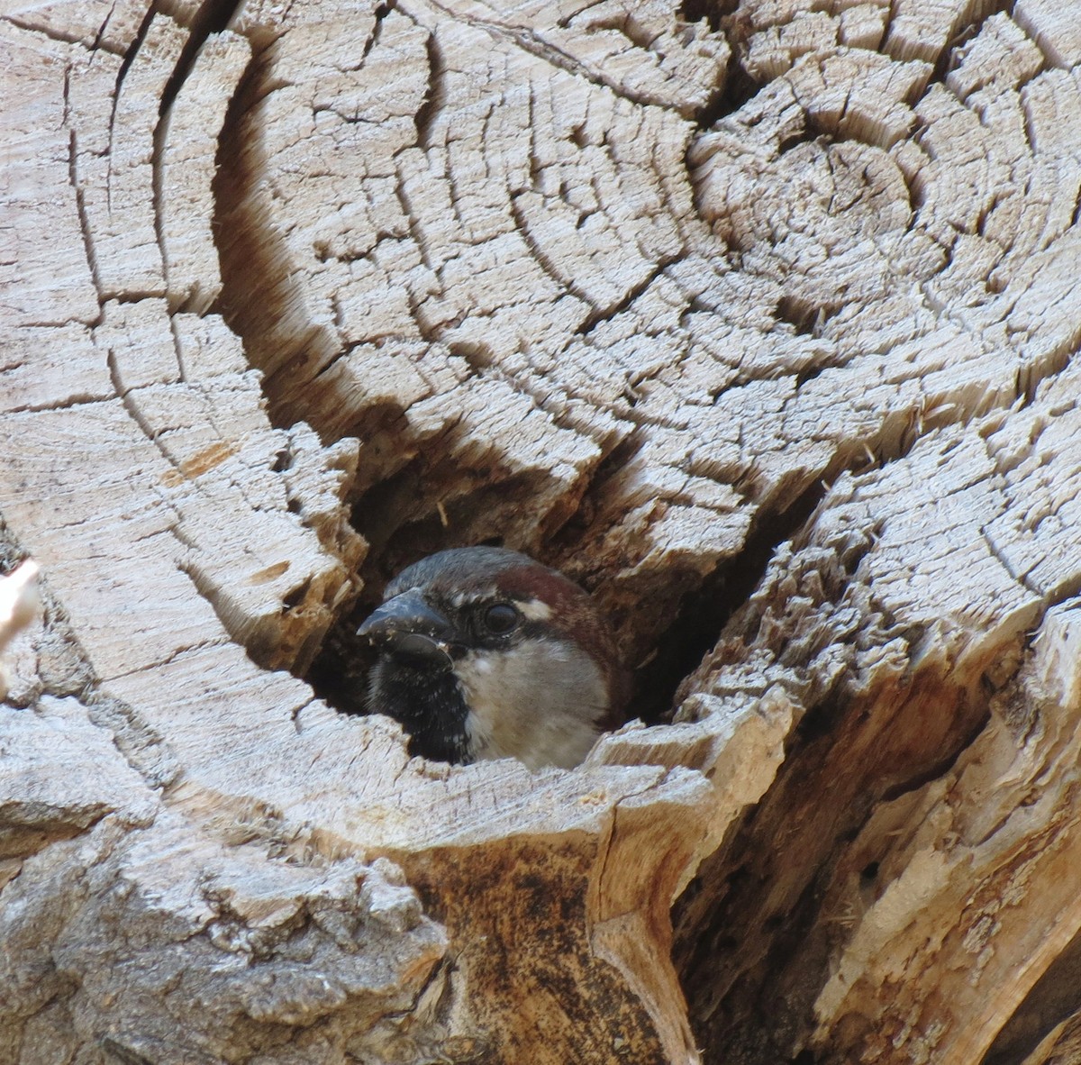 Moineau domestique - ML146890921