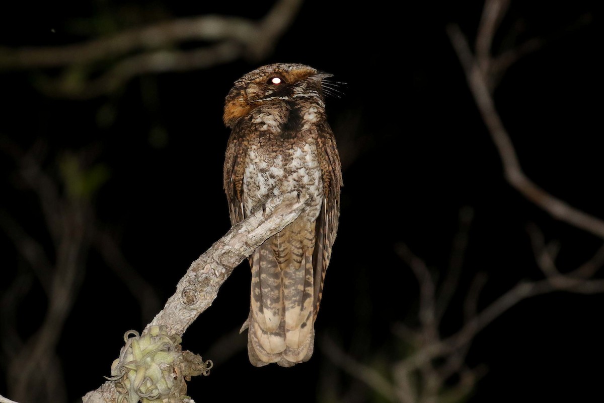 Yucatan Nightjar - Michael O'Brien