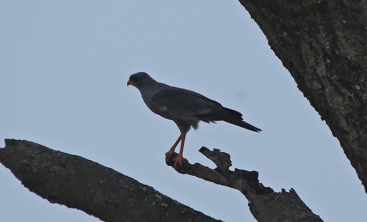 Dark Chanting-Goshawk - Paul Chapman