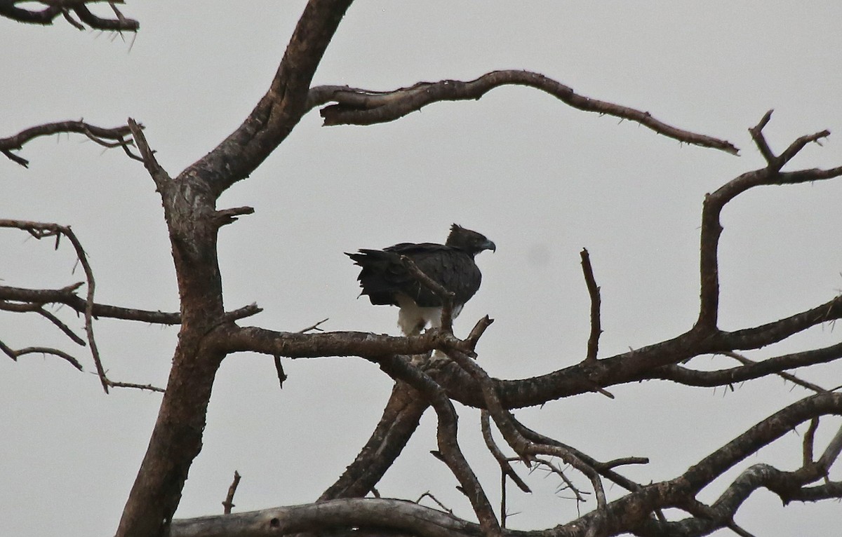 Martial Eagle - ML146893961