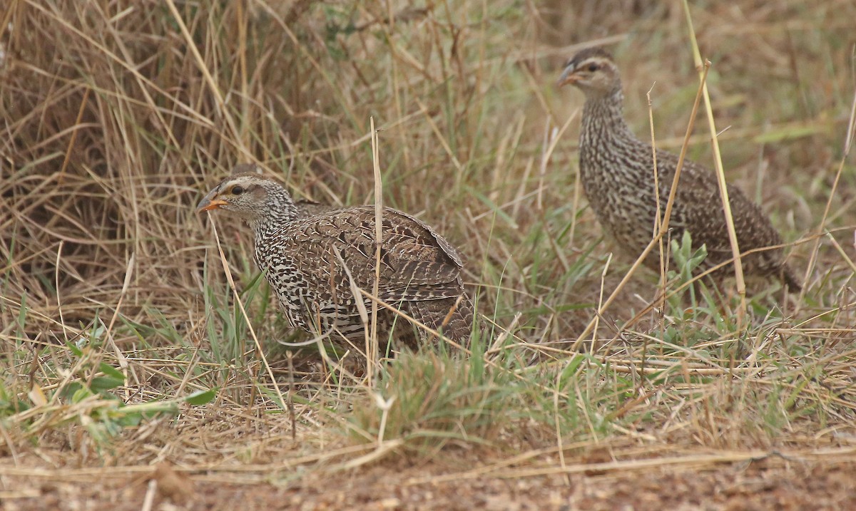 Heuglin's Spurfowl - ML146894001