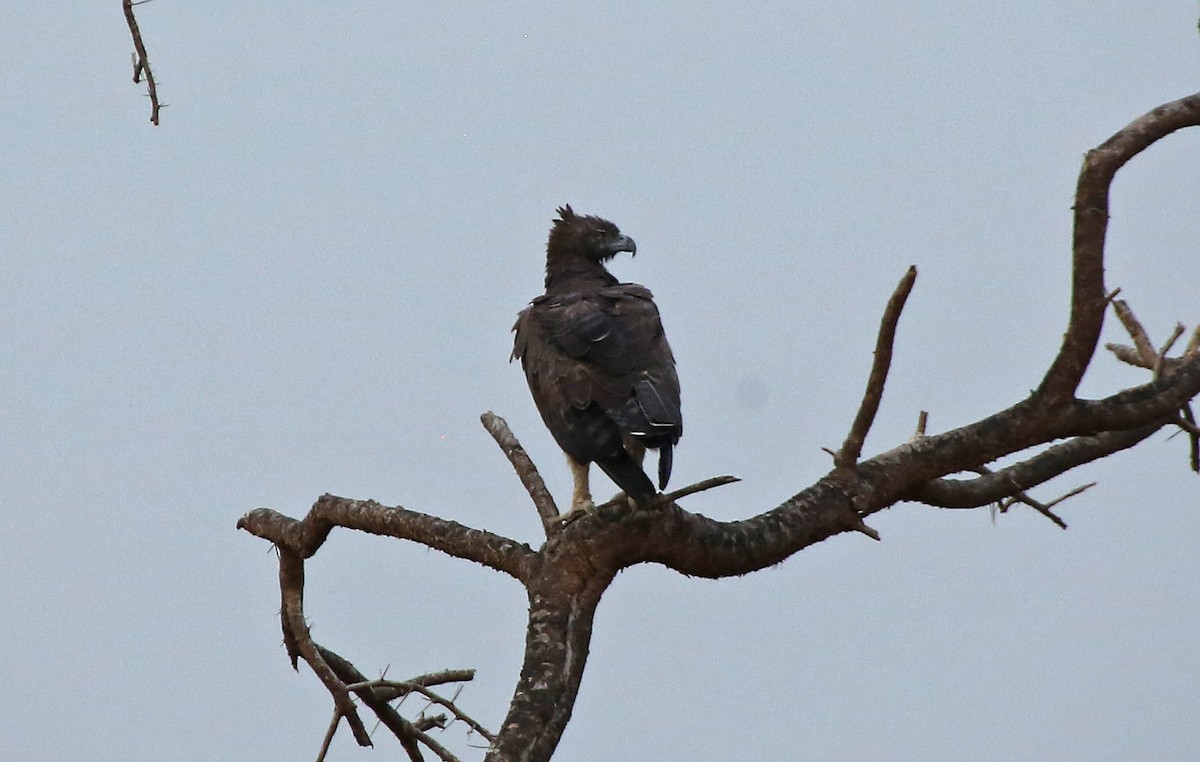 Martial Eagle - ML146894021