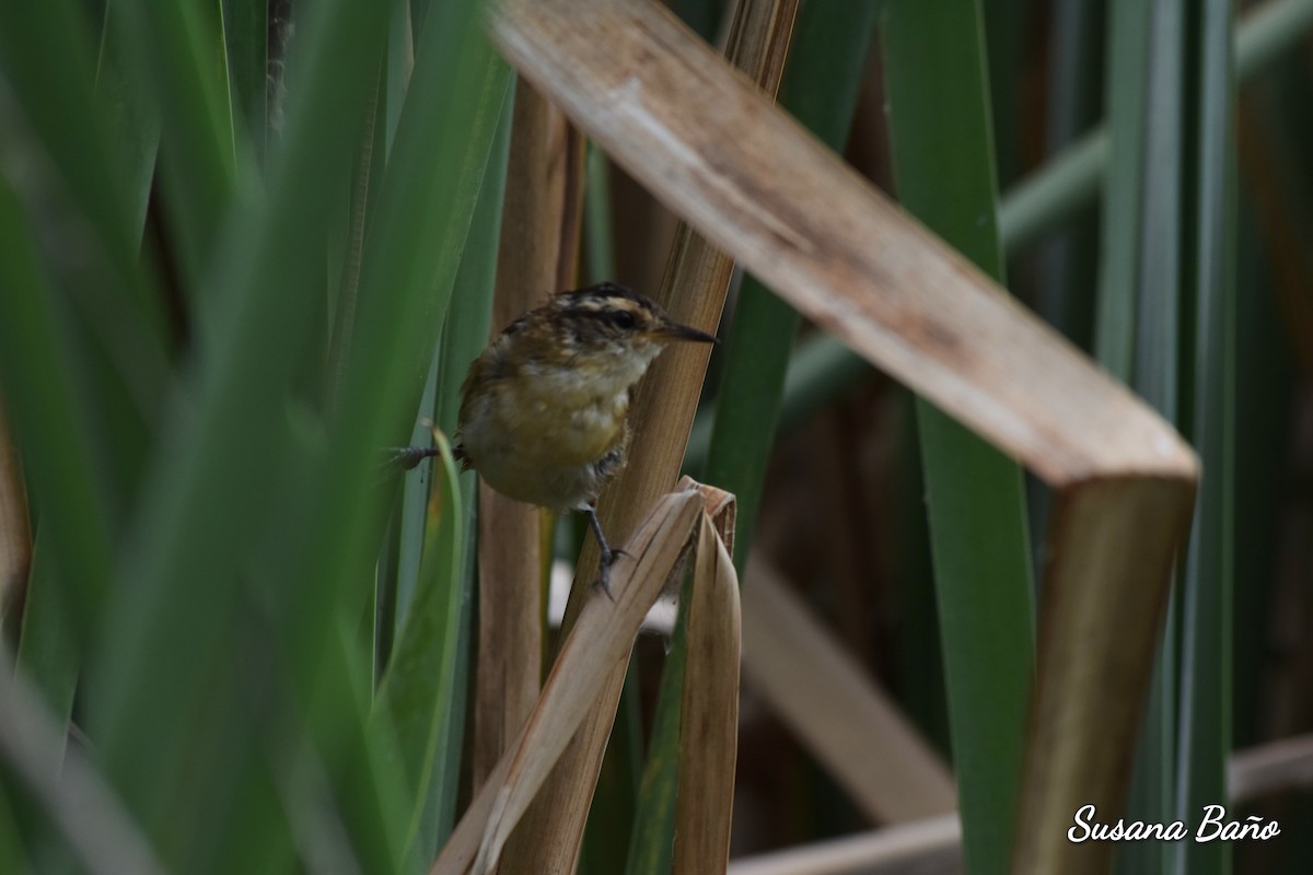 Wren-like Rushbird - ML146894541