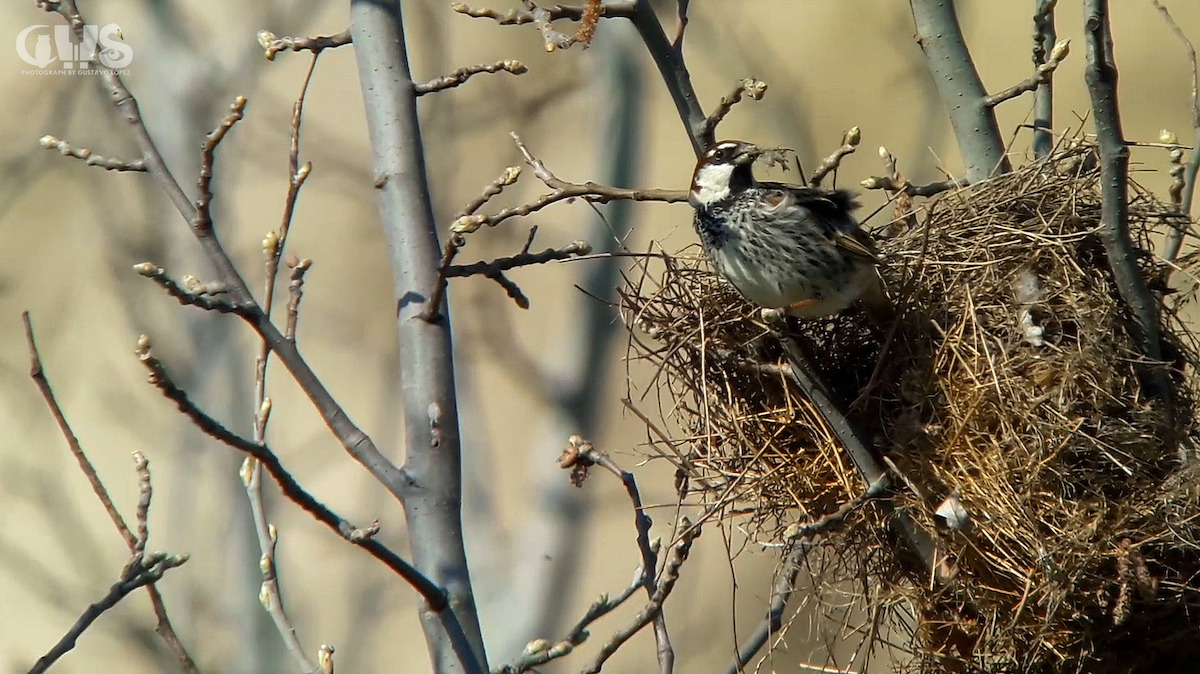 Moineau espagnol - ML146894921