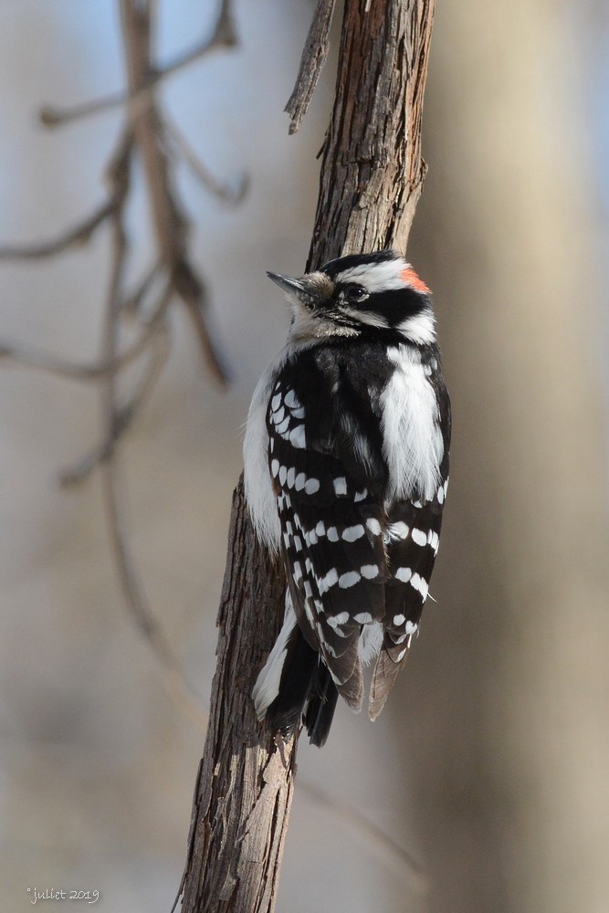Downy Woodpecker - Julie Tremblay (Pointe-Claire)