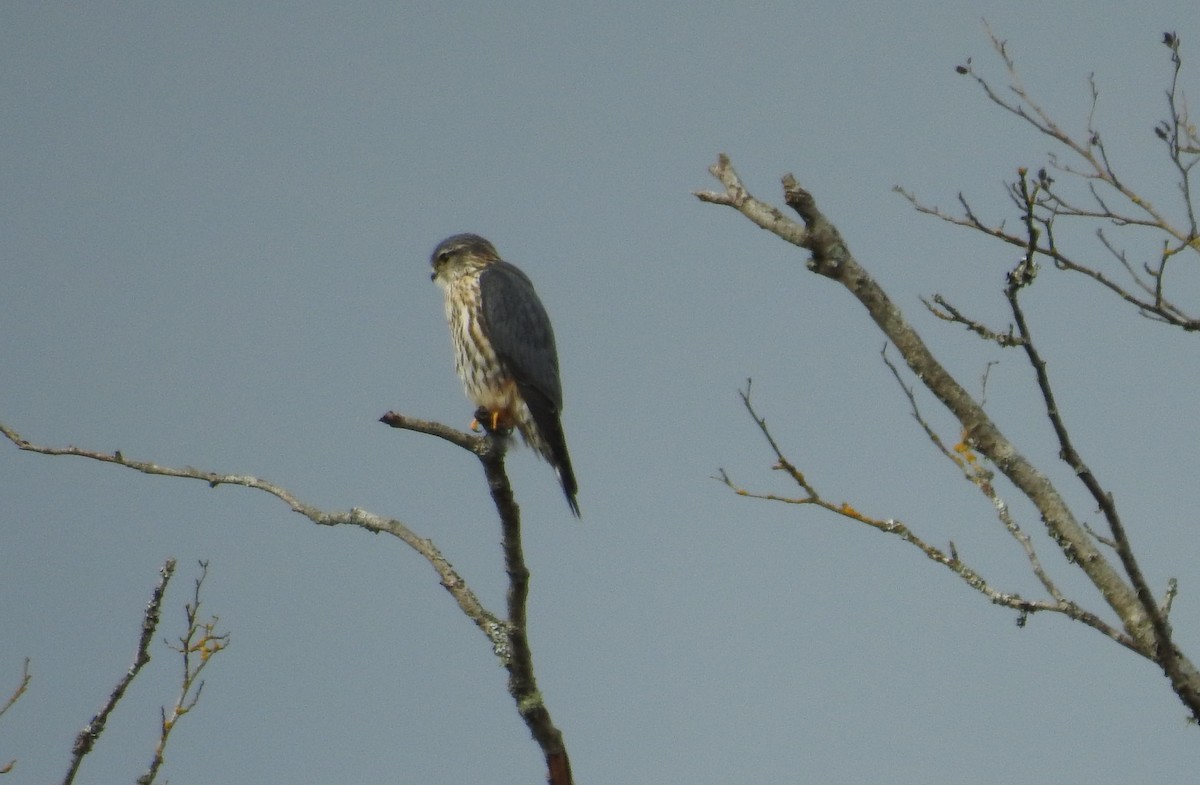 dřemlík tundrový (ssp. columbarius) - ML146896461