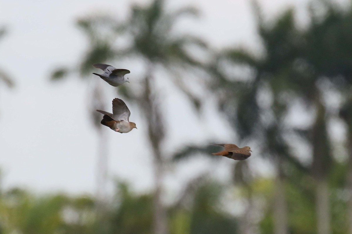 Blue Ground Dove - ML146897371