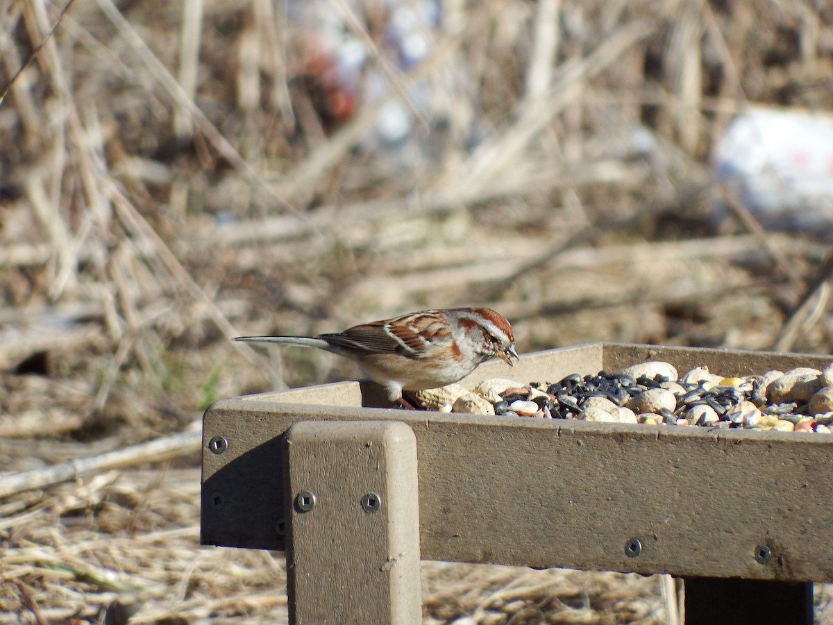 American Tree Sparrow - ML146897751