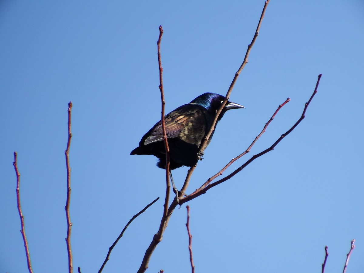 Common Grackle - ML146897861