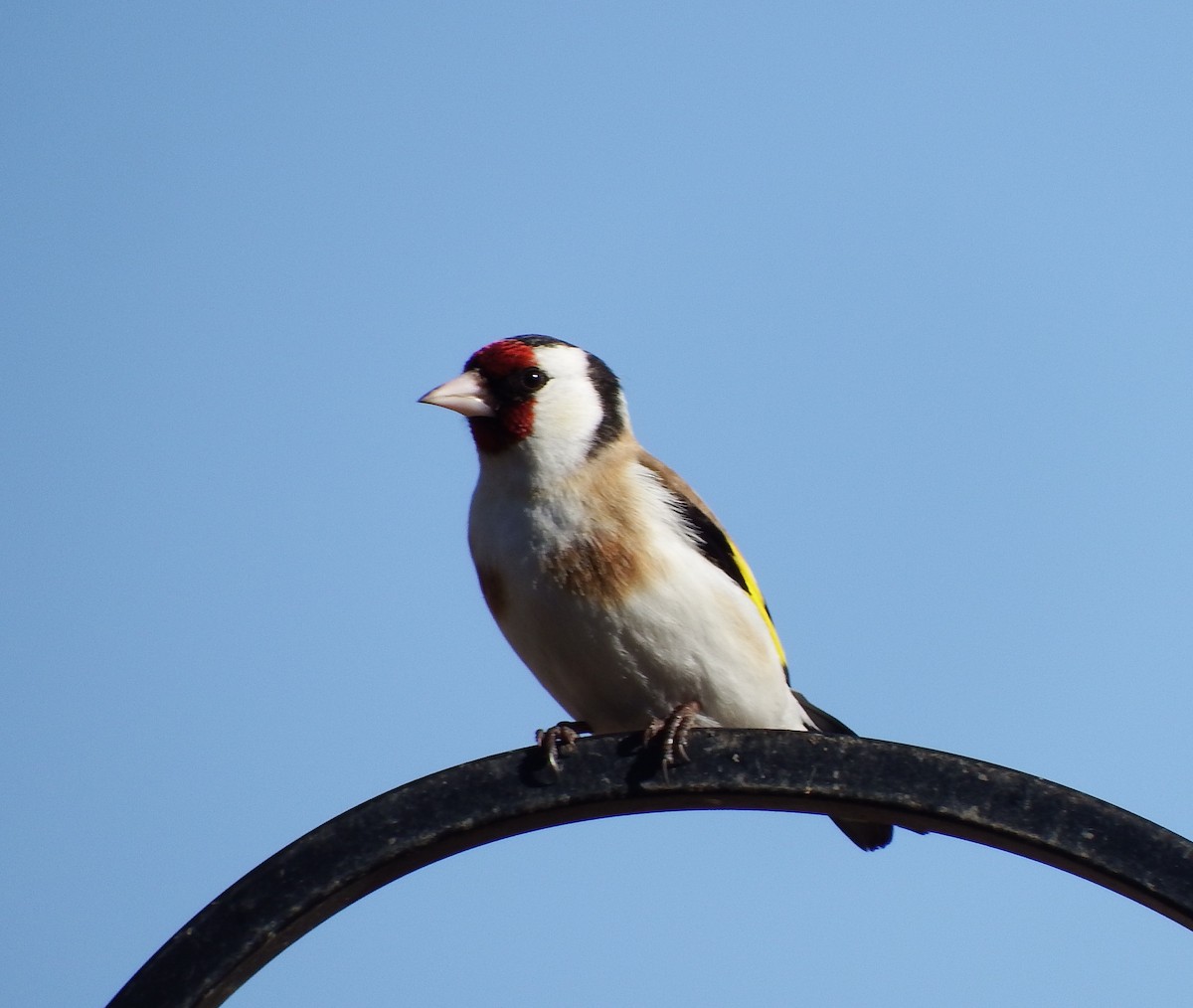 European Goldfinch - ML146898551