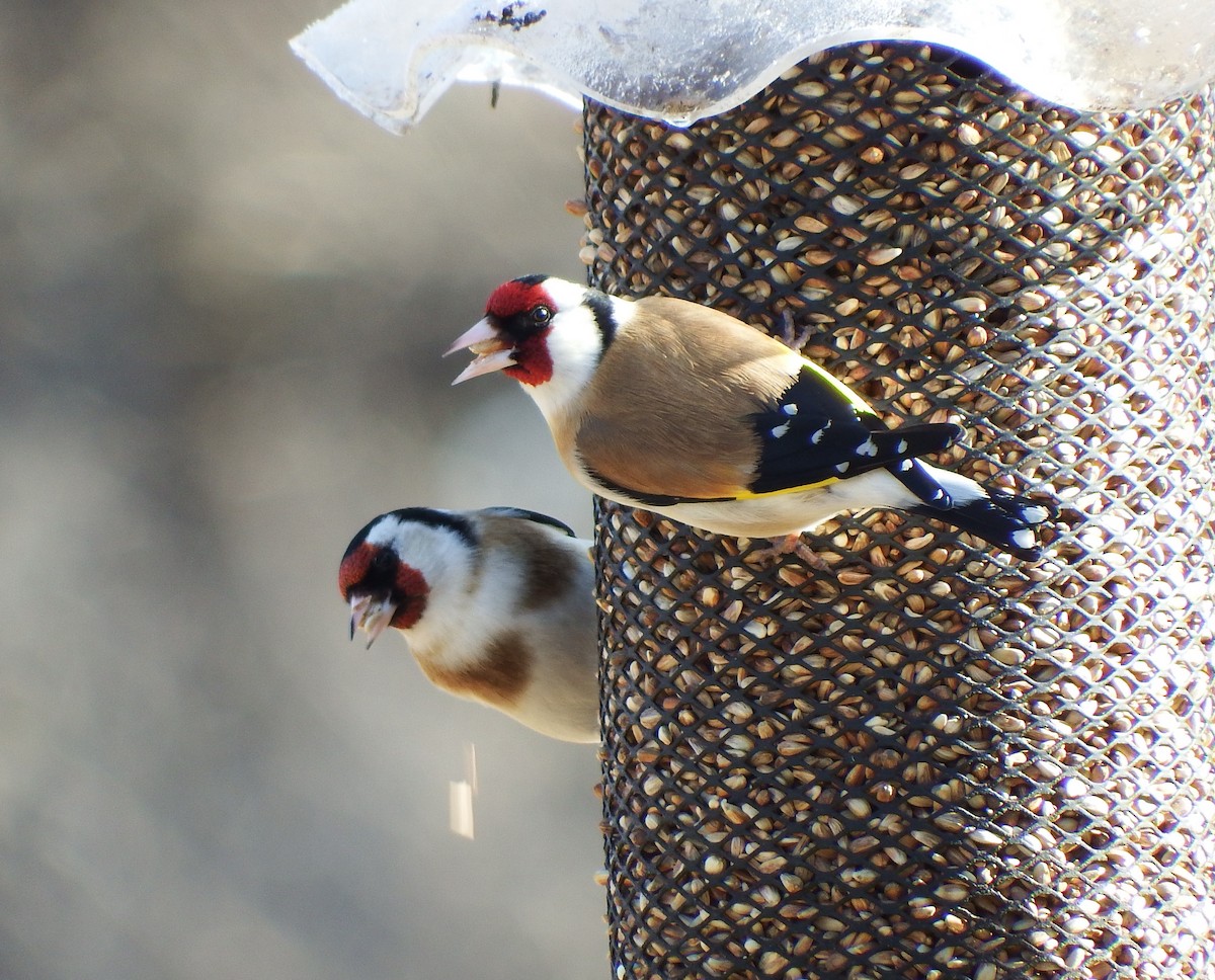 European Goldfinch - ML146898561