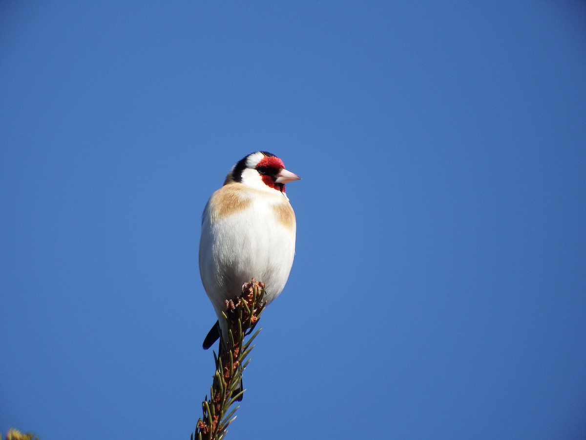 European Goldfinch - ML146898571