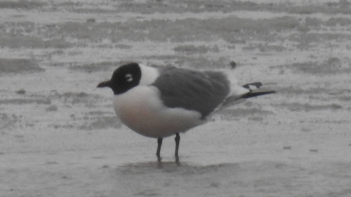 Mouette de Franklin - ML146901821