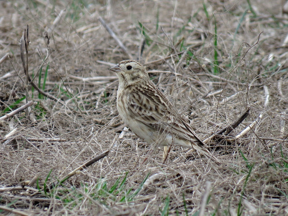 Chestnut-collared Longspur - ML146903651