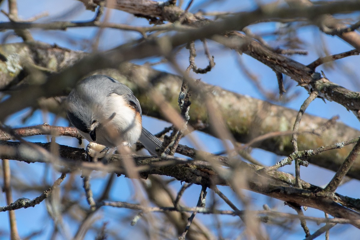 Tufted Titmouse - ML146905091