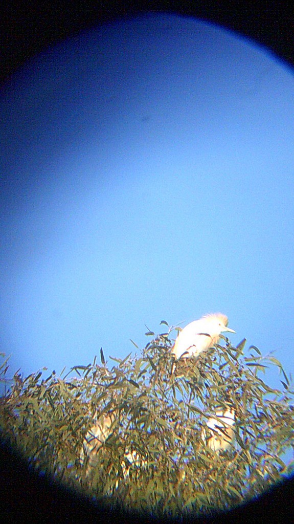 Western Cattle Egret - ML146906611