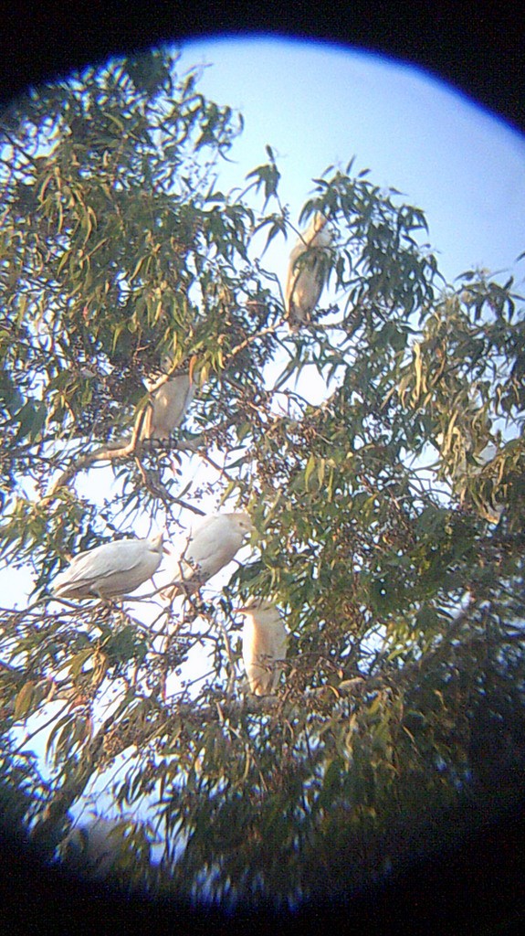 Western Cattle Egret - ML146906621