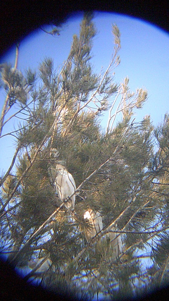 Garcilla Bueyera Occidental - ML146906641