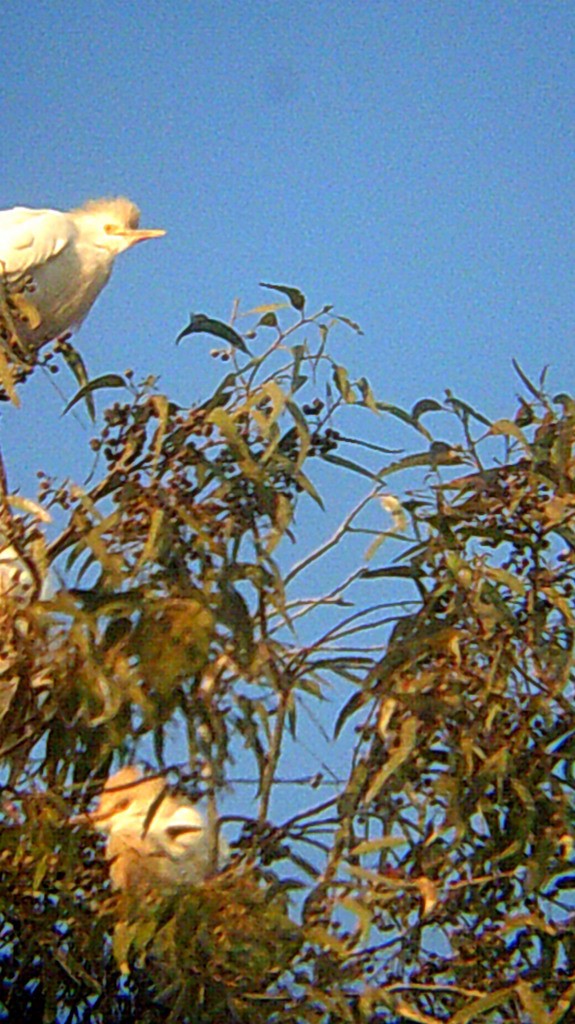 Чапля єгипетська (підвид ibis) - ML146906651