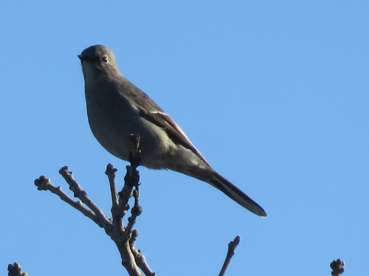 Townsend's Solitaire - ML146906761