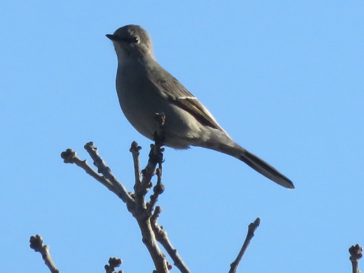 Townsend's Solitaire - ML146906771