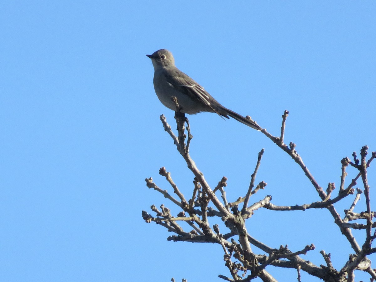 Townsend's Solitaire - ML146906781