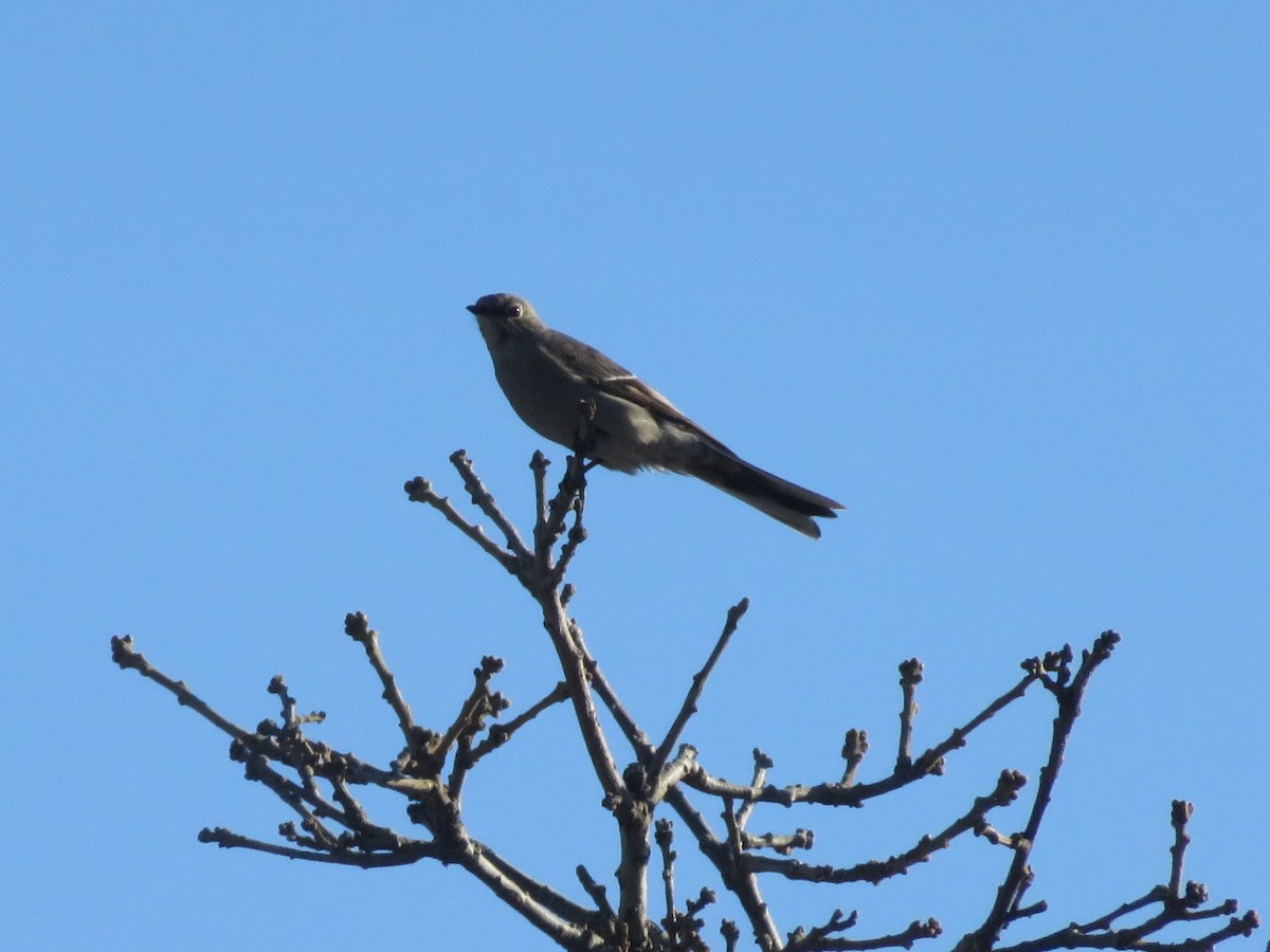 Townsend's Solitaire - ML146906791