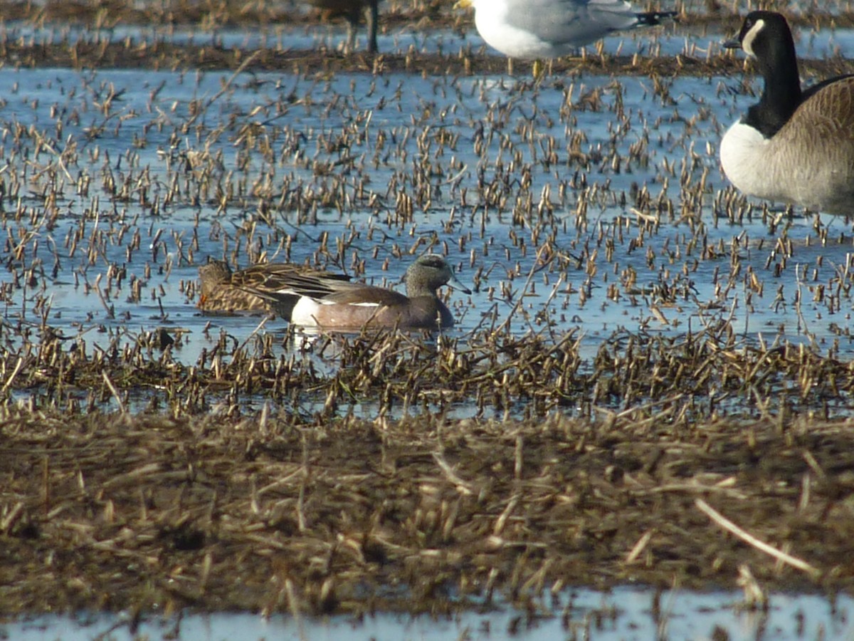 American Wigeon - ML146906971