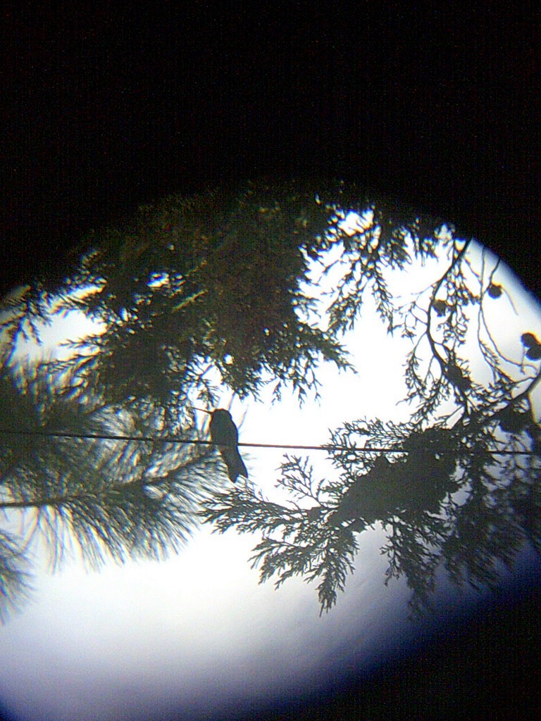 Broad-billed Hummingbird - ML146907321