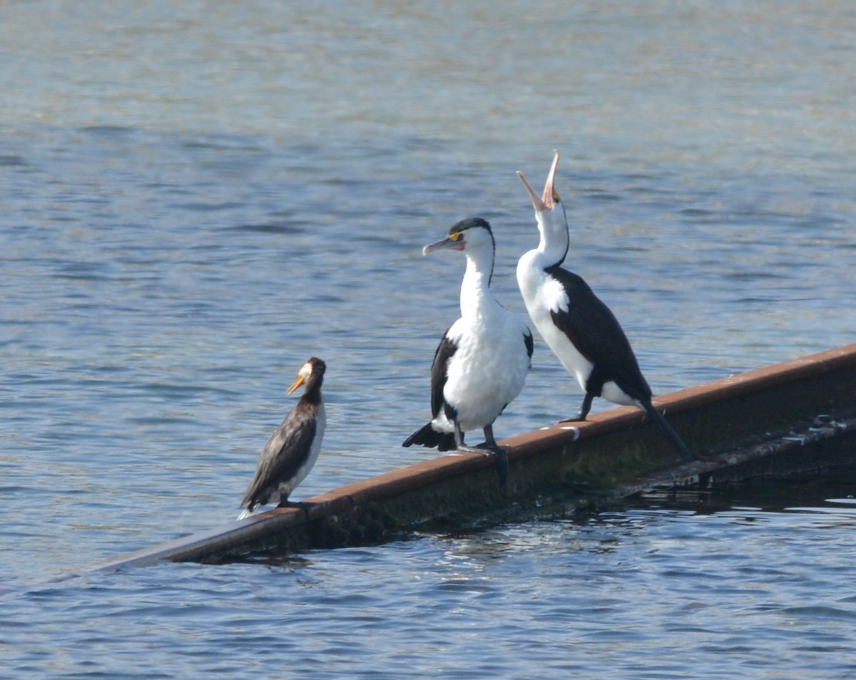 Pied Cormorant - Clive Harris