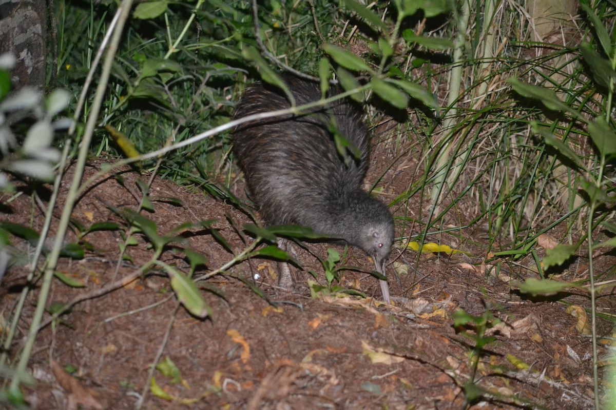 North Island Brown Kiwi - Emily Aarsvold