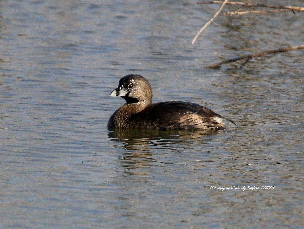 Pied-billed Grebe - ML146910711