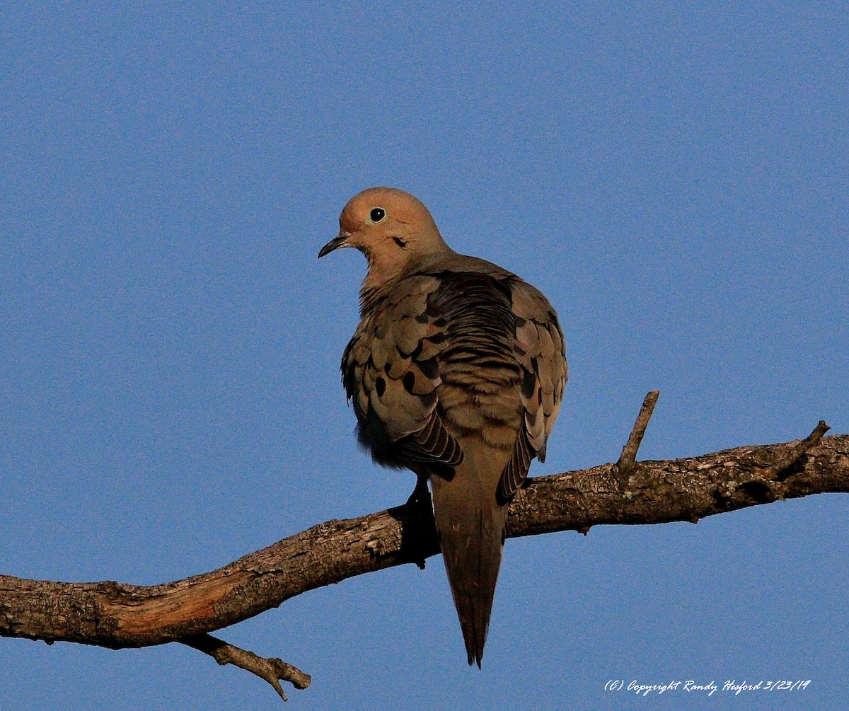 Mourning Dove - ML146910861